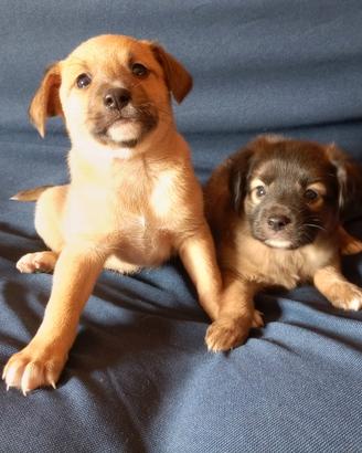 cuccioli di cane meticci