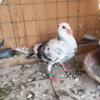 Colombi viaggiatori da esposizione