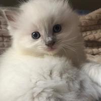Cuccioli ragdoll