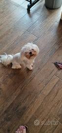Maltese femmina