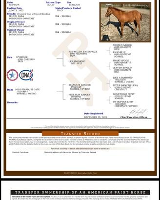 Puledro figlio di ICYSPOOK paint horse