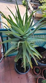 L'Aloe Arborescens