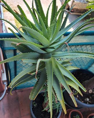 L'Aloe Arborescens