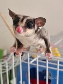 Petauro dello zucchero