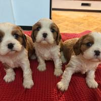 Splendidi cuccioli cavalier king pedegree enci