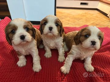 Splendidi cuccioli cavalier king pedegree enci