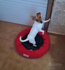 Jack Russell, cucciola 10 mesi originale