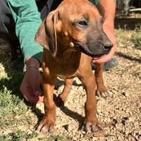 Cuccioli di Rhodesian Ridgeback