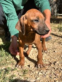 Cuccioli di Rhodesian Ridgeback