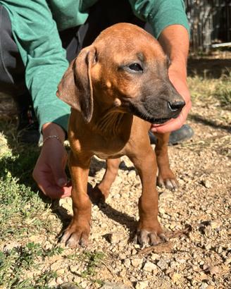 Cuccioli di Rhodesian Ridgeback