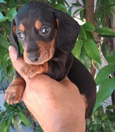 cuccioli di Bassotto kaninken di tre mesi 
