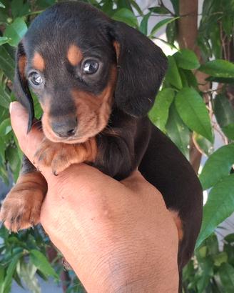 cuccioli di Bassotto kaninken di tre mesi 