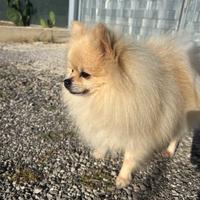 Monta spitz di pomerania