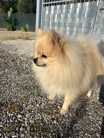 Monta spitz di pomerania