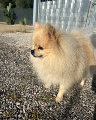 Monta spitz di pomerania