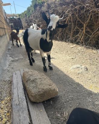 Capre tibetane