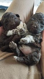 Cuccioli Lagotto Romagnolo puri pedigree ROI test