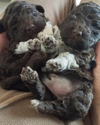 Cuccioli Lagotto Romagnolo puri pedigree ROI test
