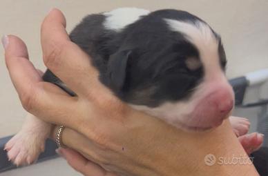 Cuccioli di PASTORE AUSTRALIANO PURISSIMI
