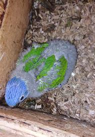 Pulli imbecco lori arcobaleno pappagalli