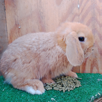 Coniglietti nani Ariete disponibili