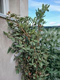 Pianta