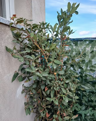 Pianta