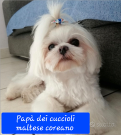 Cuccioli Maltipoo