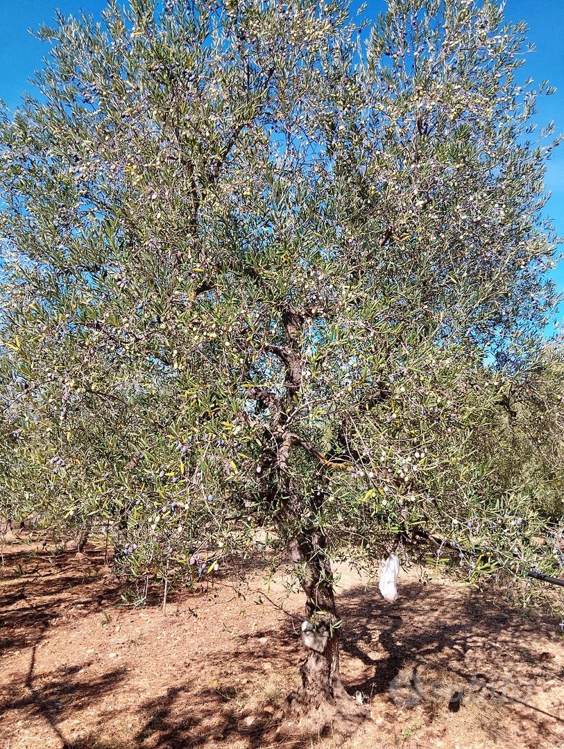 Terreno rustico - Vista 2