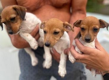 Cuccioli di Jack Russell