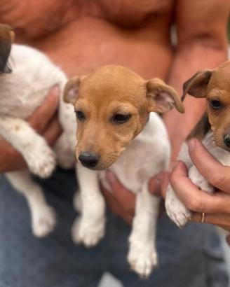 Cuccioli di Jack Russell