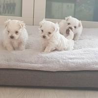 Cuccioli maltese solo maschi
