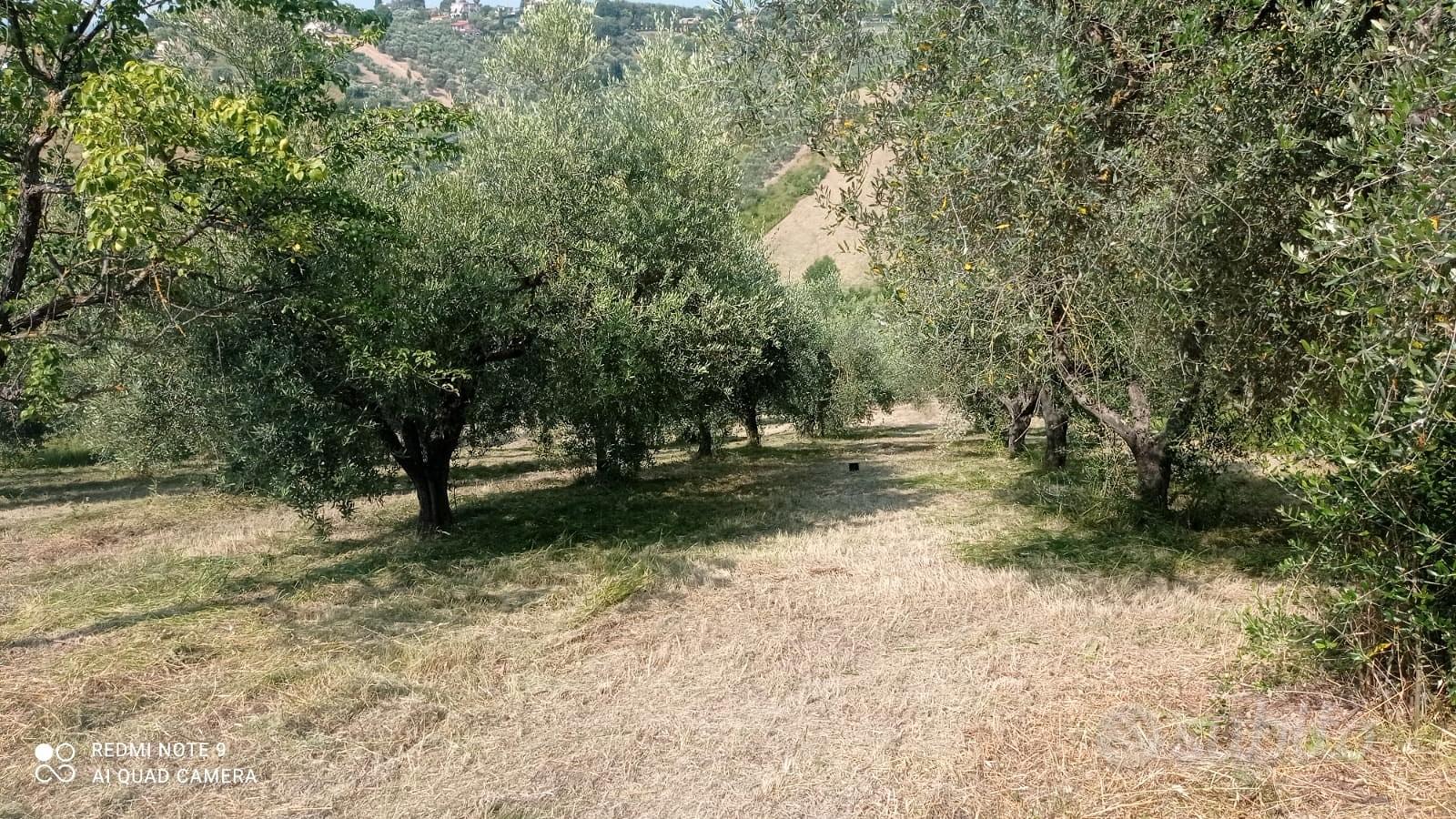Terreno con cubatura e 60 piante di ulivo - Vista 5