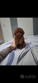 Cuccioli Barboncino Toy