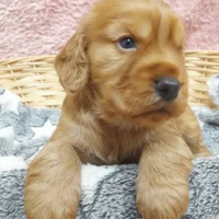 Cuccioli di cocker spaniel