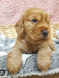 Cuccioli di cocker spaniel