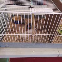 Diamanti mandarino olandesi