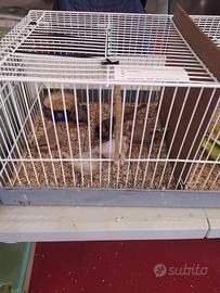 Diamanti mandarino olandesi