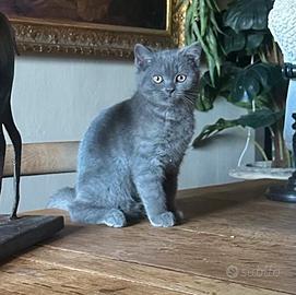 Gatto britisch