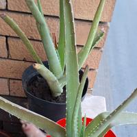 Pianta Aloe Vera