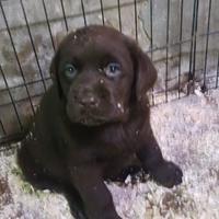 Labrador Retriever cioccolato con Pedigree