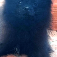 Femmina di Spitz di Pomerania