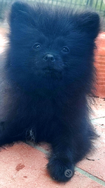 Femmina di Spitz di Pomerania