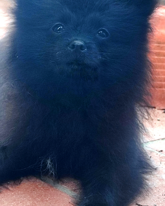 Femmina di Spitz di Pomerania