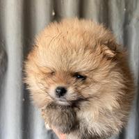 Cuccioli di spitz