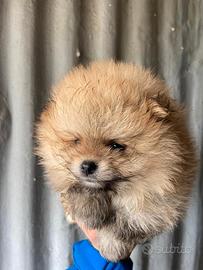 Cuccioli di spitz