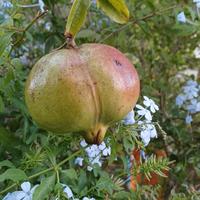 piantine di melograno 