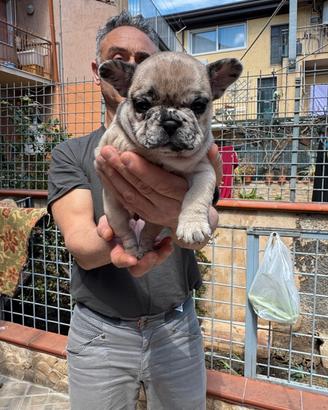Disponibili cuccioli di Bulldog francesi exotic