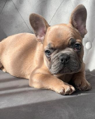 Bulldog francese