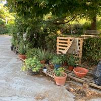 Piante grasse